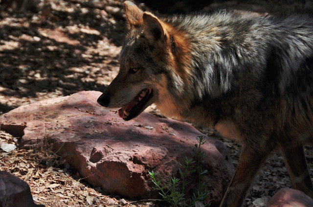 Mexican wolf